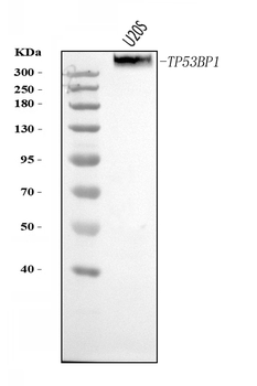 53BP1/TP53BP1 Rabbit Polyclonal Antibody