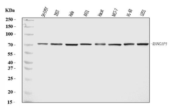 RANGAP1 Rabbit Polyclonal Antibody
