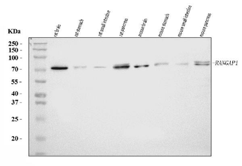 RANGAP1 Rabbit Polyclonal Antibody