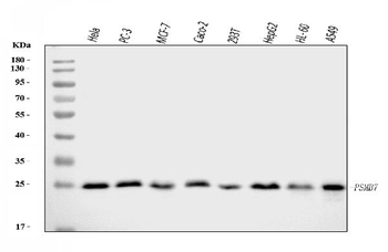 Proteasome 20S beta 7/PSMB7 Rabbit Polyclonal Antibody