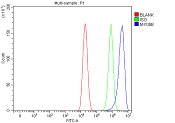 MYD88 Rabbit Polyclonal Antibody