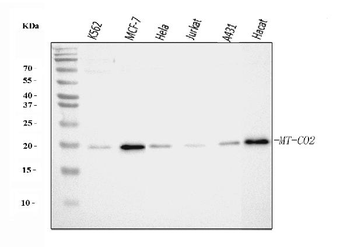 MT-CO2/MT Rabbit Polyclonal Antibody