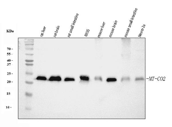 MT-CO2/MT Rabbit Polyclonal Antibody