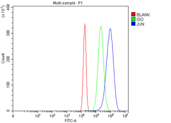 c-Jun/JUN Rabbit Polyclonal Antibody