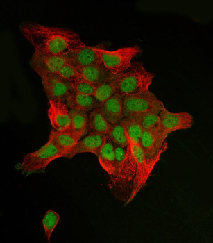 c-Jun/JUN Rabbit Polyclonal Antibody