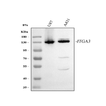 Integrin alpha 3/ITGA3 Rabbit Polyclonal Antibody