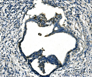 FGF4 Rabbit Polyclonal Antibody