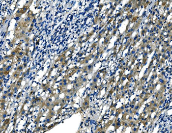 FGF4 Rabbit Polyclonal Antibody
