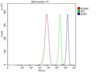 EGR1 Rabbit Polyclonal Antibody
