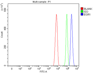 EGR1 Rabbit Polyclonal Antibody