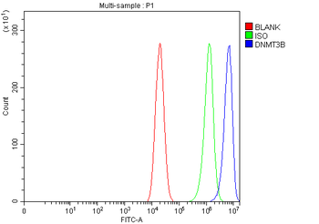 DNMT3B Rabbit Polyclonal Antibody
