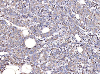 COX IV/COX4I1 Rabbit Polyclonal Antibody