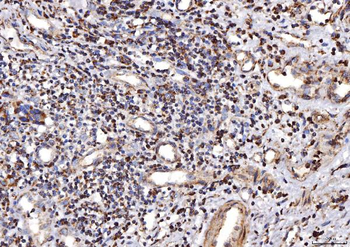 COX IV/COX4I1 Rabbit Polyclonal Antibody