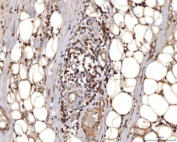 COX IV/COX4I1 Rabbit Polyclonal Antibody