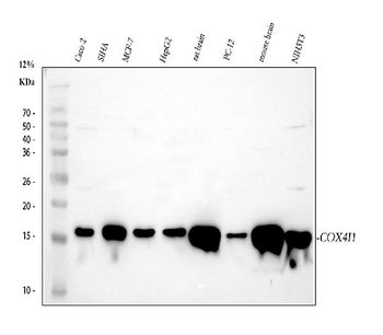 COX IV/COX4I1 Rabbit Polyclonal Antibody