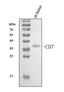 Cd7 Rabbit Polyclonal Antibody