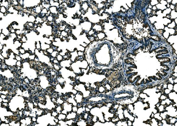 Ccl21a Rabbit Polyclonal Antibody