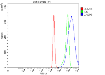 Caspase-9/CASP9 Rabbit Polyclonal Antibody