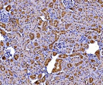 Batf2 Rabbit Polyclonal Antibody