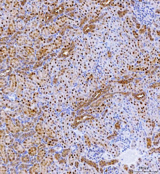 Batf2 Rabbit Polyclonal Antibody