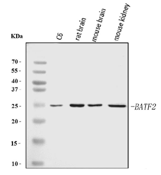 Batf2 Rabbit Polyclonal Antibody
