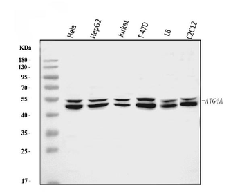ATG4A Rabbit Polyclonal Antibody