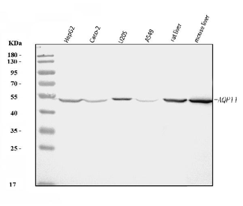 AQP11 Rabbit Polyclonal Antibody