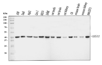 AHA1/AHSA1 Rabbit Polyclonal Antibody