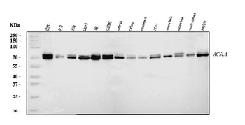 FACL4/ACSL4 Rabbit Polyclonal Antibody