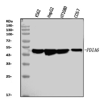 PDIA6 Mouse Monoclonal Antibody