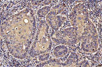 PDIA6 Mouse Monoclonal Antibody