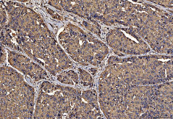 PDIA6 Mouse Monoclonal Antibody