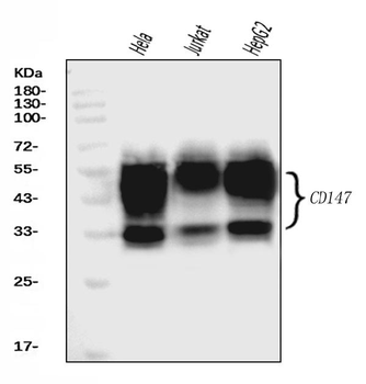 CD147/Emmprin Mouse Monoclonal Antibody