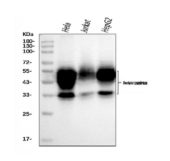 CD147/Emmprin Mouse Monoclonal Antibody