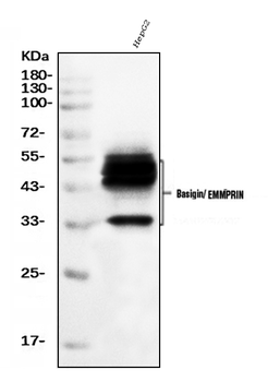 CD147/Emmprin Mouse Monoclonal Antibody