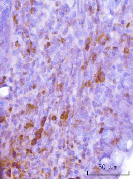 Cdk2 Mouse Monoclonal Antibody