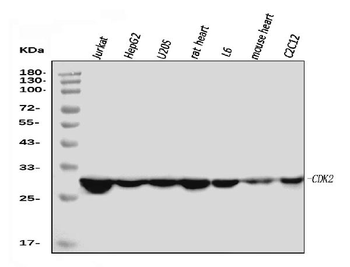 Cdk2 Mouse Monoclonal Antibody