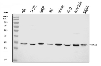YWHAE Mouse Monoclonal Antibody