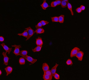 YWHAE Mouse Monoclonal Antibody