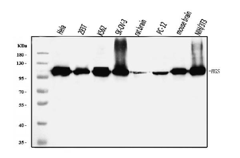 HGS Mouse Monoclonal Antibody