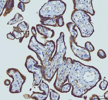 HGS Mouse Monoclonal Antibody
