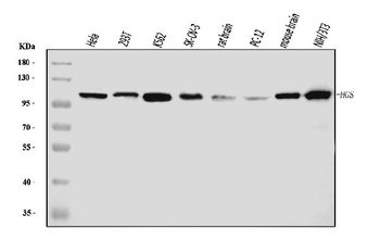 HGS Mouse Monoclonal Antibody