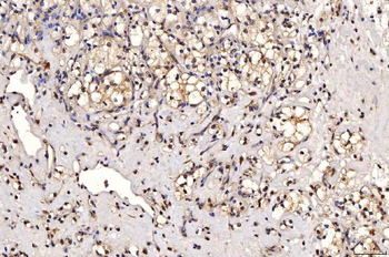 SHP1/PTPN6 Mouse Monoclonal Antibody