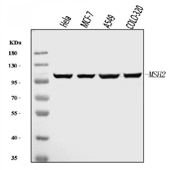 MSH2 Mouse Monoclonal Antibody