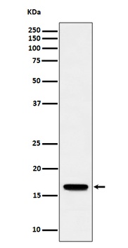 TCEB2 Rabbit Monoclonal Antibody
