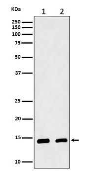 CRABP2 Rabbit Monoclonal Antibody