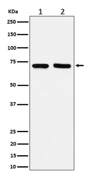 PREPL Rabbit Monoclonal Antibody