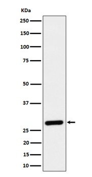 CLIC4 Rabbit Monoclonal Antibody