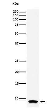 ATP5G1 Rabbit Monoclonal Antibody