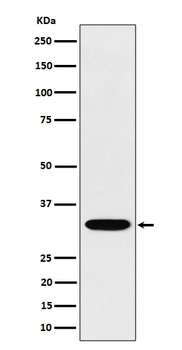 TSFM Rabbit Monoclonal Antibody